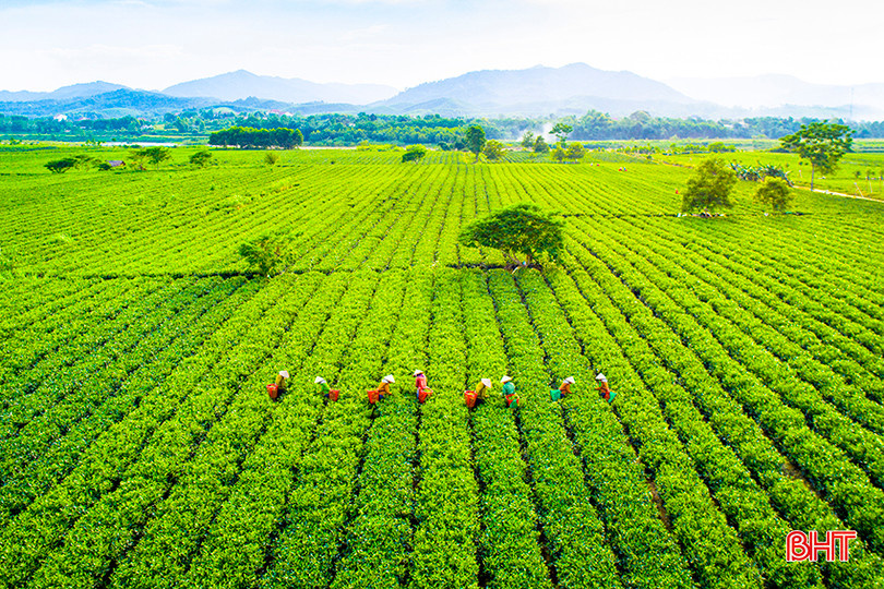 Hoàn thiện thể chế cho liên kết chuỗi giá trị nông nghiệp
